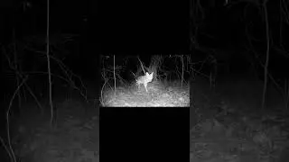 Coyote Spotted on Trail Cam - 1/9/2026 #shorts #wildlife #nature #coyote #trailcam