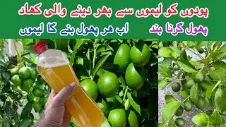 Homemade Super Power Fertilizer for Lemon Plants | Tips for more Flowers and Fruiting 