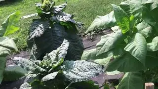 Trying to Grow Tobacco Part 3