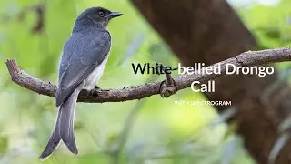 White Bellied Drongo Call with Spectrogram | Bird Song 89