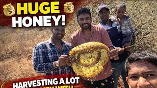 How to hunt natural honey| huge honey hunting |bare hand honey hive collection | hill trekking 