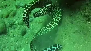 схватка двух мурен.Moray Eel Fight
