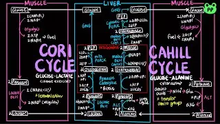 Cori Cycle & Cahill Cycle | Carb Metabolism 06 | Biochemistry | PP Notes | Lehninger 6E Ch. 18 & 23