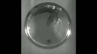 Graphite vs metal rupture discs - what happens when they burst?