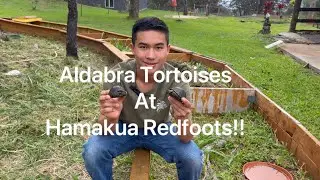 Aldabra Tortoises At Hamakua Redfoots