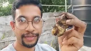 Harvest full of FIRSTS! | Gardening in Trinidad and Tobago