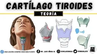 Anatomía: Cartílago Tiroides | Caras, Bordes, Ligamentos, Inserciones musculares