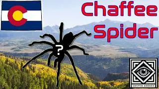 The Chaffee Spider | The Lost Giant Spiders of Colorado