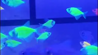 radium Tetra fish 🐠🐟