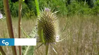 Noxious Weeds in Minnesota - Common/Cutleaf Teasel  - June 2021