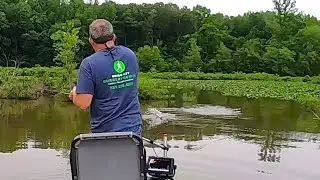 TOPWATER BASS BITES ON A REBEL POP-R