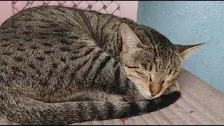 Cats World 🌍😻 is live