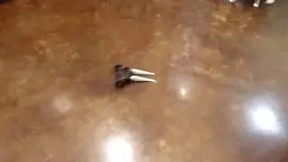 Articulating wedge ant weight combat robot