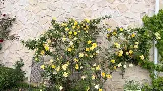 #809 Маленькое домашнее видео с поделками