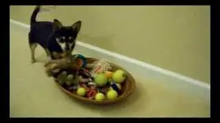 Ravage's Training Montage For Indy Mutt Strut 2013 featuring Max (Indy Humane Fundraiser)
