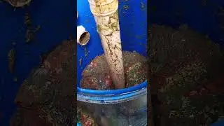 linis fishpond Usap Badick ang Manang Estrella