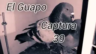 El Guapo captura 39