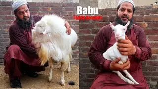 Babu Teddy Breeder & Beautiful Teddy Female Goats Of Imran Bhai Lahore 2022