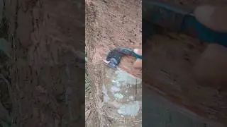 06 January 2026 || #rubbertree #asmrfarming #cuttingasmr #shorts #shortsfeed