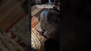 Homer's Big Snoot #dog #pitbull #funny #nose