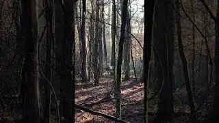 Whitetail Buck Encounter With a Serious Snort || ViralHog