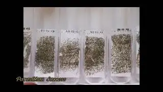 Trichocard Preparation