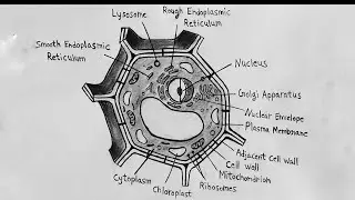 How to Draw Plant Cell Diagram drawing || Plant Cell Diagram drawing step by step 