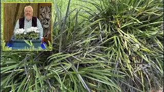 HERBES AUX TURQUOISES OU BARBES DE SERPENT, COUVRE-SOL TR&Egrave;S FACILES (Le Quotidien du Jardin N&deg; 512)