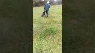 Dog training(1)