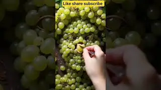 🇺🇸#shortvideoAIFruitArt #MangoFace #SurrealRealism #3DArt #Shorts #AIVideo #CalmVibes #Hyperrealism
