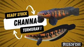 Ready Channa H4RGA TERJANGKAU !!!