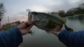 Marsh Demon Lures biggest bass in New Orleans, Louisiana