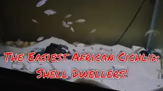 The Easiest African Cichlid - Tank of the Week Ep 11 - Shell Dweller Tank