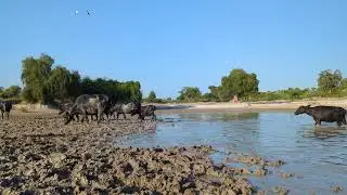 Buffalo in Water, Buffalo Sounds | Bell Sound of Buffaloes | Buffalo #KundiBhens #BuffaloSounds