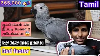 I BOUGHT A GREY PARROT IN CHENNAI | TAMIL | AFRICAN GREY PARROT | HARNISH.A.K | AK VLOGS TAMIL