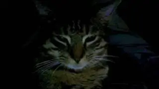 My Cat Arnold (Karen Mantler)