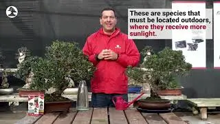Mistral Bonsai - Perushoito ulkobonsaille