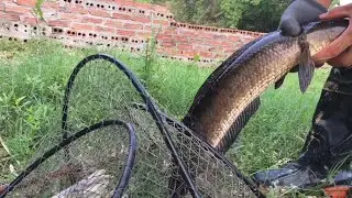 Catching snakehead fish an interesting day