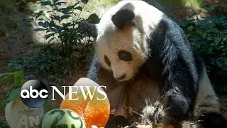 World&rsquo;s oldest giant panda in captivity dies at 35
