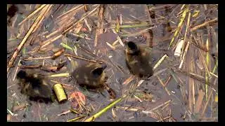 #cute #baby #duck F1 20230402 a