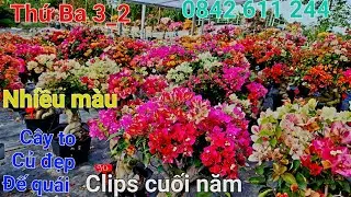 Ngày 3_2_2026 cây to củ quái nhiều màu sai bông ☎️0842 611 244. CTMT 