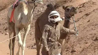 Camel racing storms back in Sinai after virus hiatus