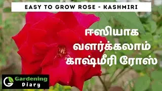 Kashmiri Rose - Easy to grow rose for beginners in Tamil. சுலபமாக வளர்க்கும்  ரோஸ்