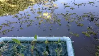 Building an artificial, floating wetland for Kaikondrahalli Lake