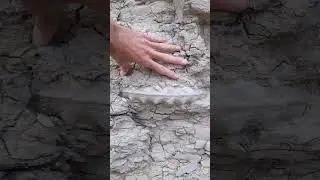 Big Texas Ammonite Discovery