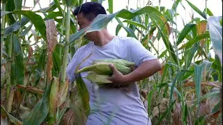 Huanong Brothers: A corn field is discovered. They would get old if they're left there any longer.