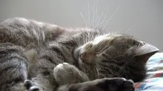 tabby&nbsp;coat pattern