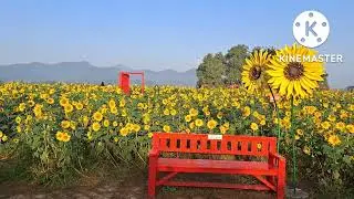Nongong Three-way Intersection Nongong SunFlower Complex/논공 삼거리 논공꽃단지 = 해바라기