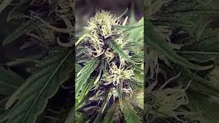 Schwazzing - Tort lodowy Barney's Farm #420