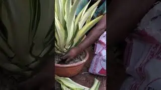 Furcraea care part-1 # short